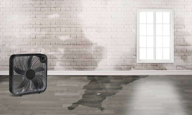 Best Carpet water damage restoration  in Bedford, IN